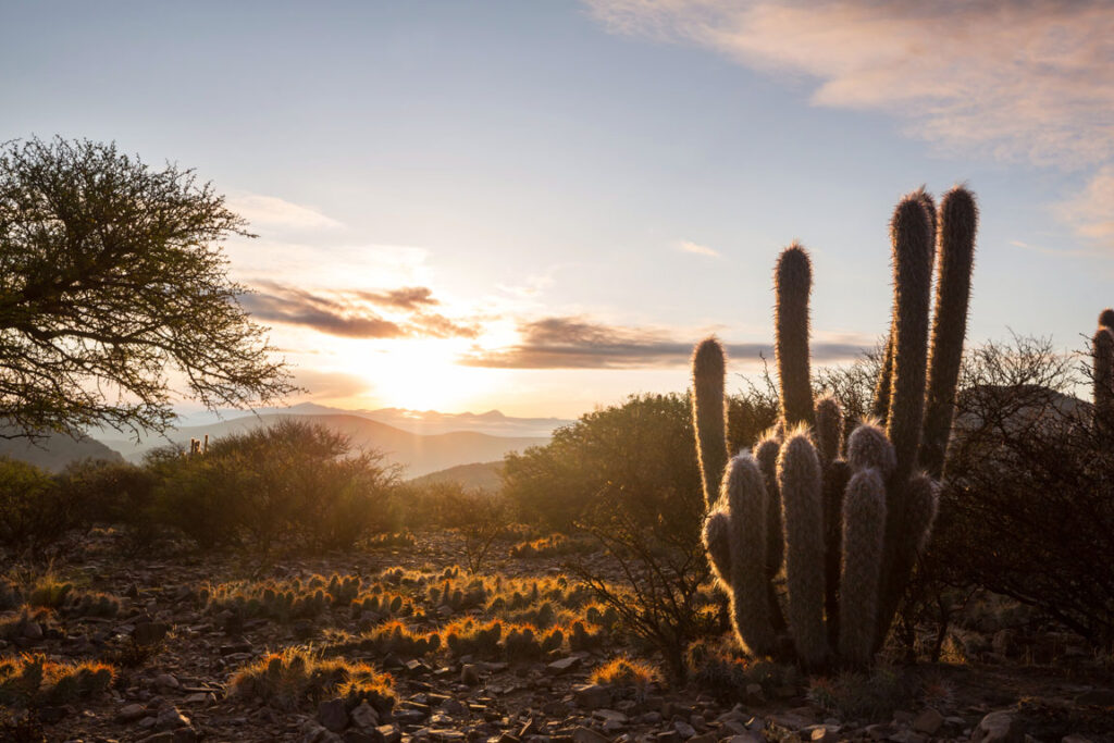 Cacti and other plants during sunrise at Sabino Canyon in Tucson, AZ.